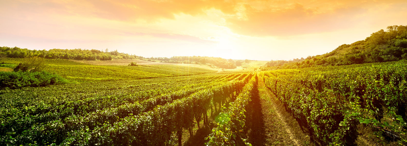 The Essential Role of Agricultural Insurance in Risk Management for South African Smallholder Farmers