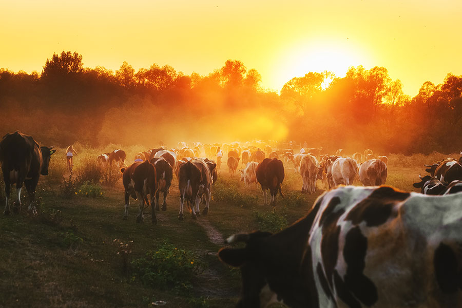 Agricultural Insurance farming